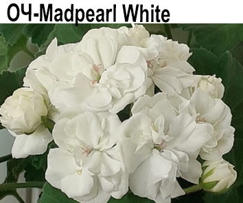 Пеларгония зональная ОЧ-Madpearl White