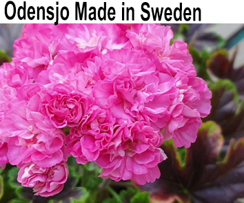 Пеларгония карликовая пестролистная Odensjö Made in Sweden