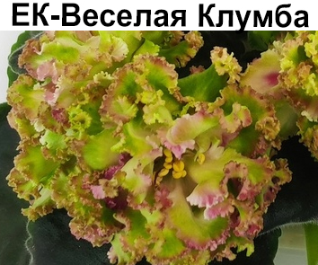 ЕК-Весёлая Клумба (Е. Коршунова)