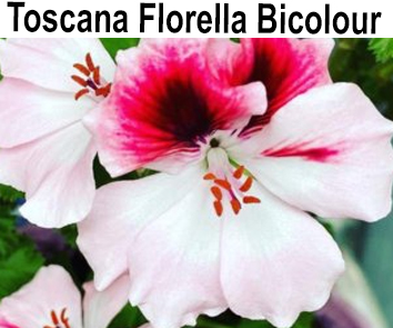 Пеларгония Toscana Florella Bicolor