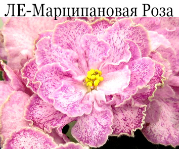 ЛЕ-Марципановая Роза (Лебецкая)