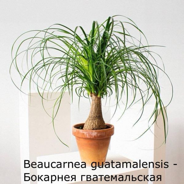 Beaucarnea guatamalensis - Бокарнея гватемальская