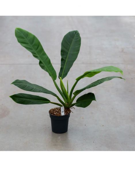 Philodendron pseudauriculatum (Филодендрон Псевдоаурикулатум)