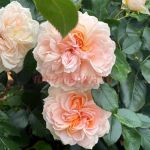 Гарден оф Розес (Garden of Roses)