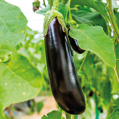 Баклажан Галактика F1, 50шт семян